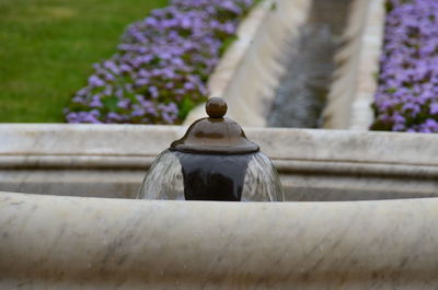 Close-up of bird perching on flower