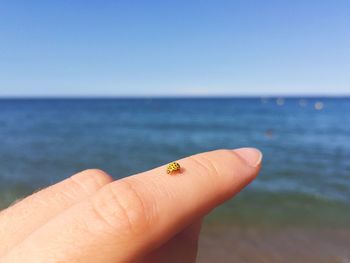 Close-up of hand holding crab by sea against clear sky