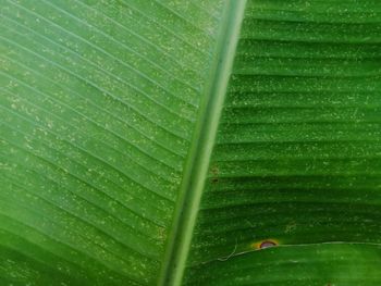 Close-up of raindrops on green leaves