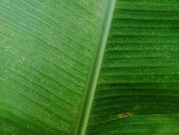 Close-up of raindrops on green leaves