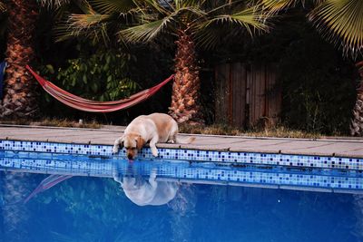 View of an animal in swimming pool