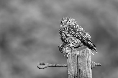 Close-up of owl with mouse perching on wooden post