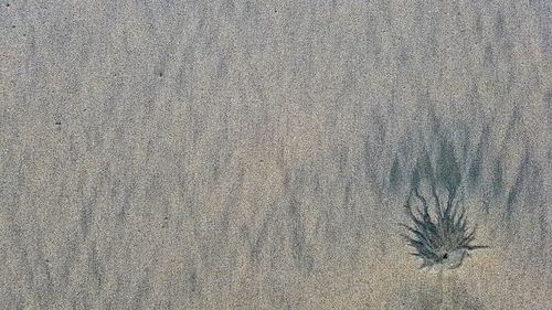 Close-up of bird on sand