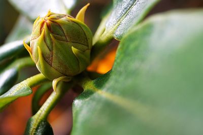 Close-up of plant