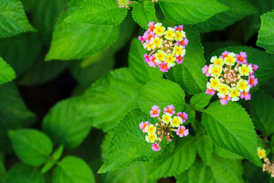 Close-up of pink flowering plant