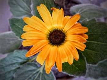 Close-up of yellow flower