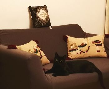 Cat relaxing on sofa at home