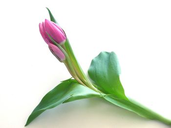 Close-up of flowers over white background