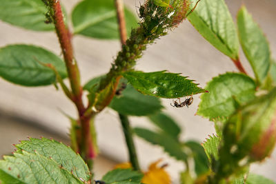 Close-up of green leaves on plant