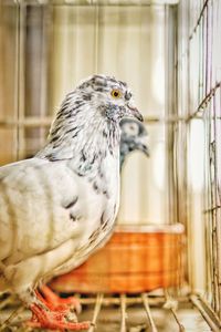 Close-up of bird perching in cage