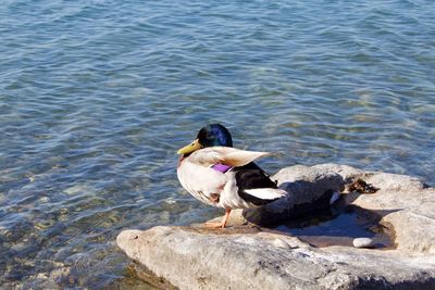 High angle view of duck on rock in lake