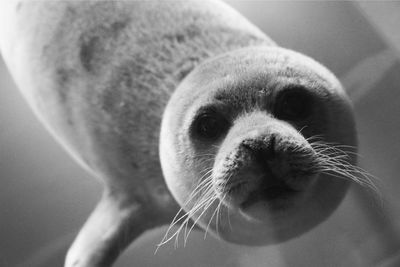 Close-up portrait of seal swimming in aquarium