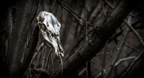 Close-up of animal skull