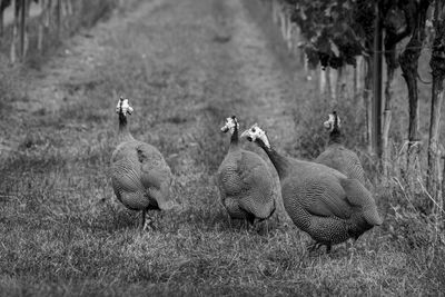 View of birds on field