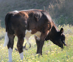 Horse grazing on field