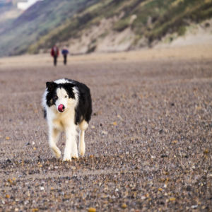 Dog running on road