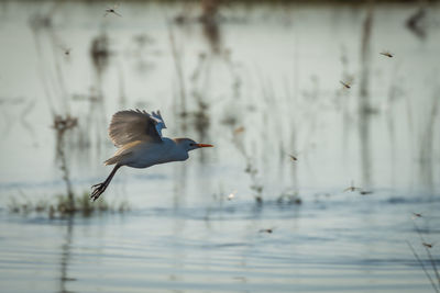 Close-up of cattle egret flying over pond