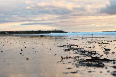 Close-up of leaves on beach against sky