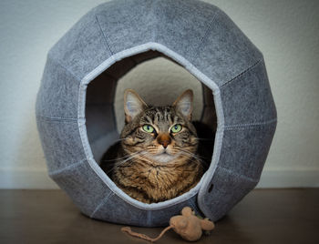 Portrait of cat sitting on sofa at home