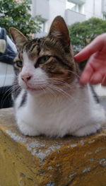 Close-up of hand with cat