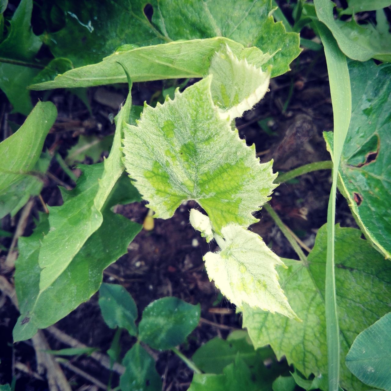 HIGH ANGLE VIEW OF FRESH GREEN LEAF IN FIELD