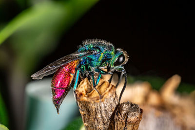 Close-up of butterfly