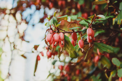 Close-up of caterpillar on tree