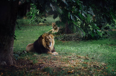 Lions lying on grass at chester zoo