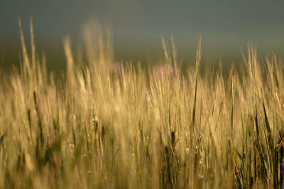 Close-up of wheat growing on field against sky