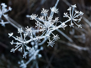 Close-up of frozen plant