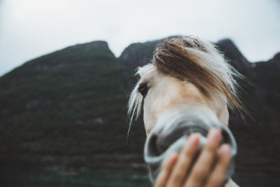 Close-up of horse