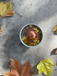 High angle view of leaves