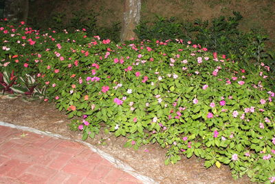 Close-up of pink flowers blooming in park