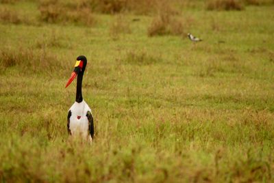 View of birds on field