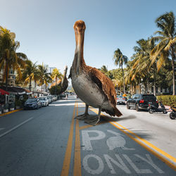Close-up of a oversized bird standing on a road