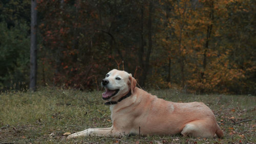 Dog looking away on field