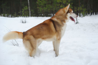 Dog on snow covered land