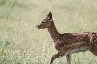 Side view of deer standing on field