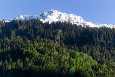 Panoramic view of pine trees and mountains against clear sky