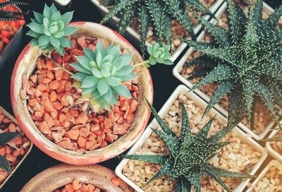 High angle view of potted plants