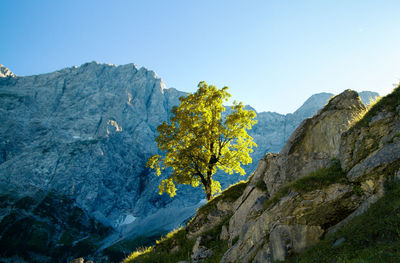 Tree against rocky mountain range