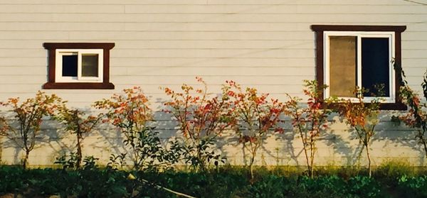 Plants growing in front of building