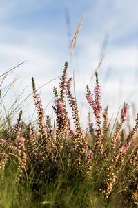 Close-up of plants growing on field against sky