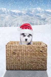 Puppy on wicker basket during snowfall