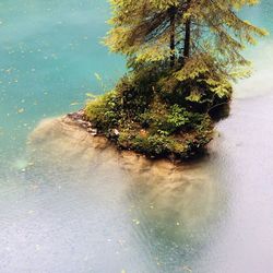 Reflection of trees in water