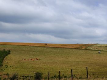 Scenic view of field against sky