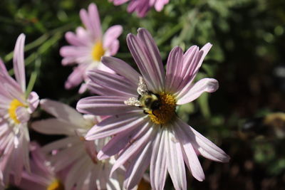 Close-up of bee pollinating on purple flower