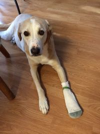 High angle portrait of dog on hardwood floor