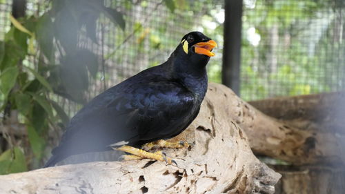 Close-up of bird perching on rock