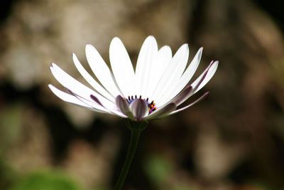 Close-up of white flowering plant